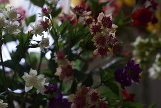 Cottage Garden Astrantia Spray