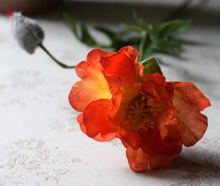 Orange Poppy Spray