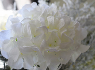 Snow-Dusted Hydrangea Bloom