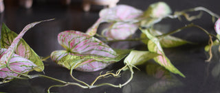 Lifelike Faux Caladium Stem