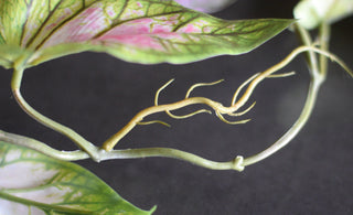 Lifelike Faux Caladium Stem