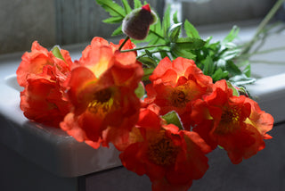 Orange Poppy Spray