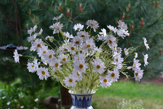 Where the Daisies Dance
