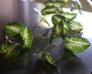 Trailing Faux Syngonium Stem