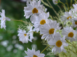 Where the Daisies Dance