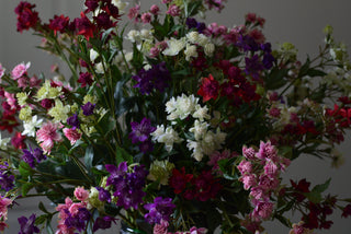 Cottage Garden Astrantia Spray