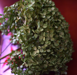 Large preserved hydrangeas
