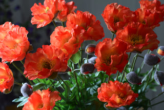 Orange Poppy Spray