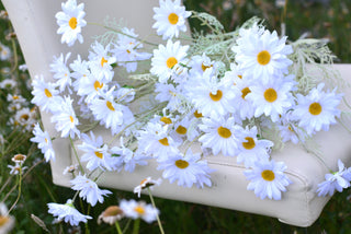 Where the Daisies Dance
