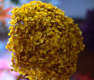 Large preserved hydrangeas