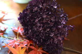Large preserved hydrangeas