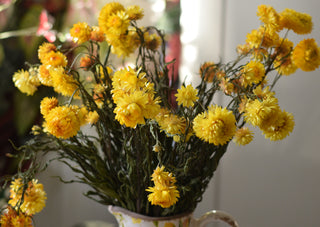 Warm Yellow Helichrysum
