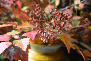 Artificial Autumn Arrangement – Burgundy Vine Leaf, Berry & Birch