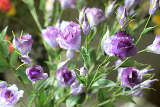 Lavender Lisianthus Spray