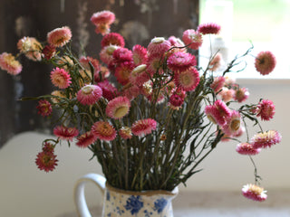 Soft Pink Strawflower Stems