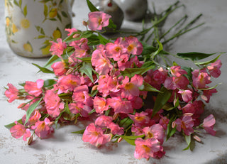 Pink Alstroemeria Spray