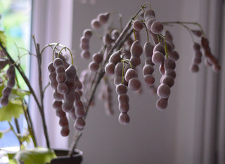 Faux Japanese Pagoda Tree Seed Pod Branch – 117cm