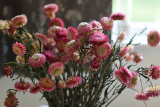 Soft Pink Strawflower Stems