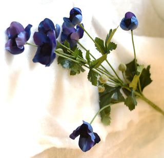 Blue anemone