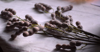Faux Japanese Pagoda Tree Seed Pod Branch – 117cm