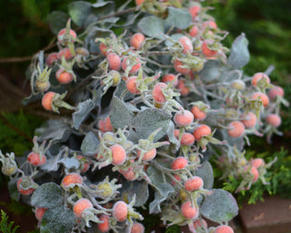 Frost-Kissed Rosehip Spray
