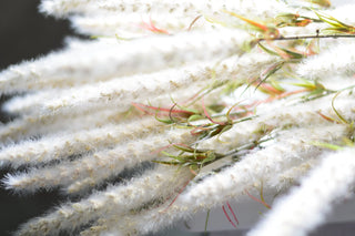 Cream-colored faux foxtail  lily flowers