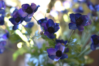 Blue anemone