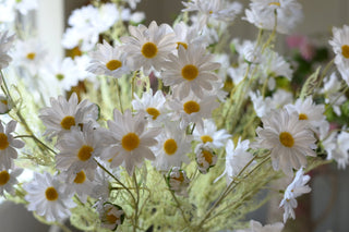 Tall  white daisy stems