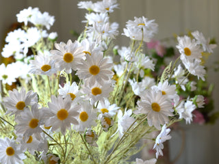 Tall  white daisy stems