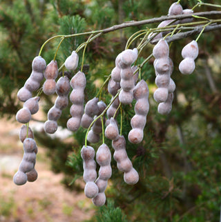 Faux Japanese Pagoda Tree Seed Pod Branch – 117cm