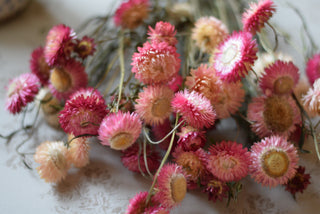 Soft Pink Strawflower Stems