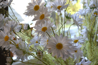 Tall  white daisy stems