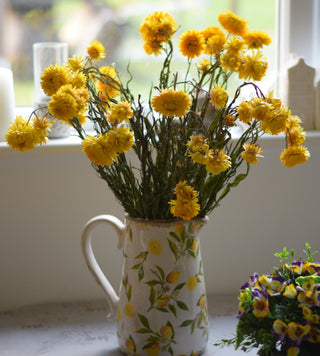 Warm Yellow Helichrysum