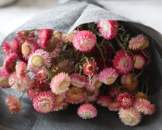 Soft Pink Strawflower Stems