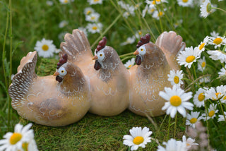 The Farmyard Gossip Club