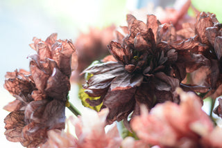 Vintage Faded Dahlia Stems