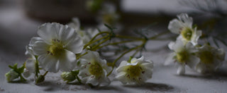 Delicate White Faux Cosmos