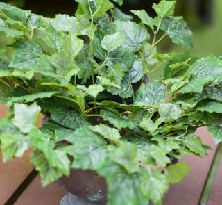 Artificial grape leaves green
