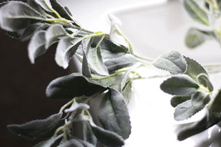 Lambs ears stems